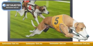 Virtual Dog Racing: A Professional Guide to Digital Tracks