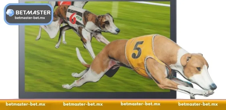 Virtual Dog Racing: A Professional Guide to Digital Tracks